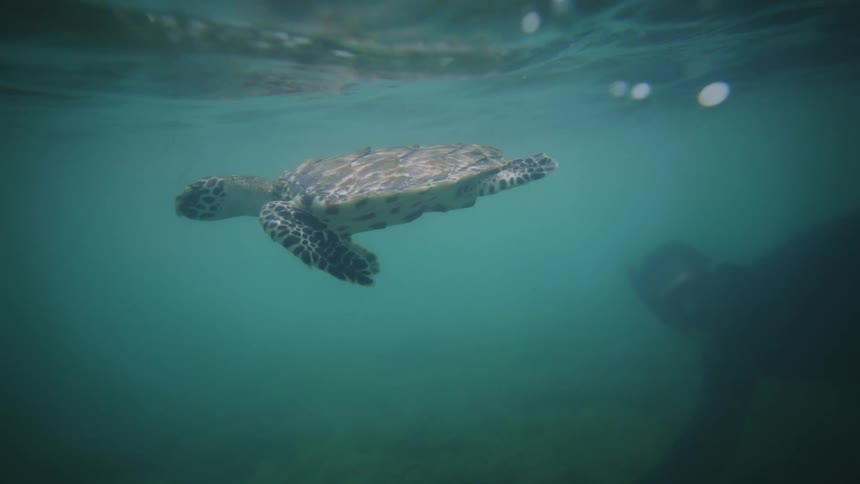 A sea turtle glides underwater its reflection visible above a faintly silhouetted diver below