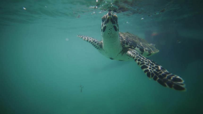 Sea turtle swimming headon with flippers extended beneath clear bluegreen waters