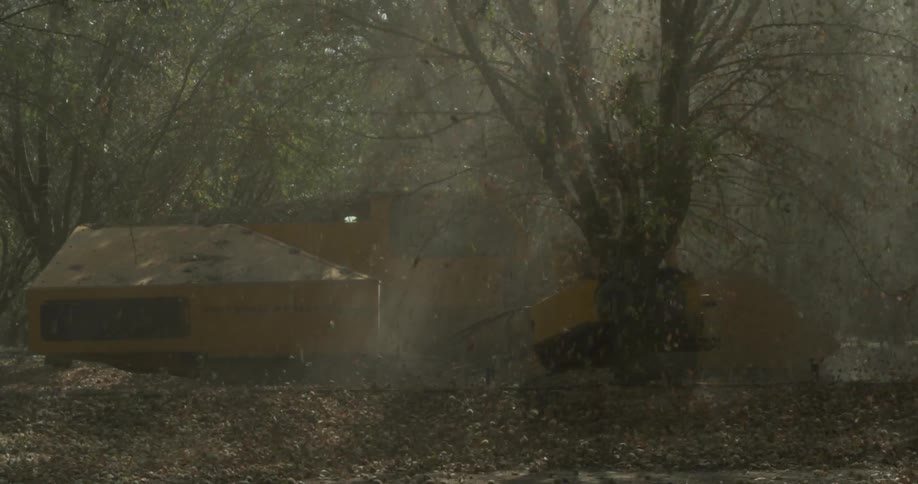 Mobile machine shaking a tree violently to bear its fruits