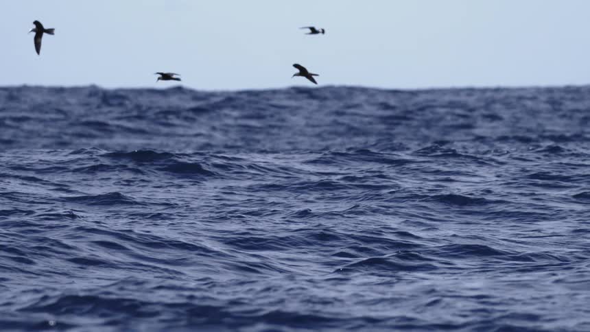 Bird dives into the ocean as other seabirds fly near the water during the daytime