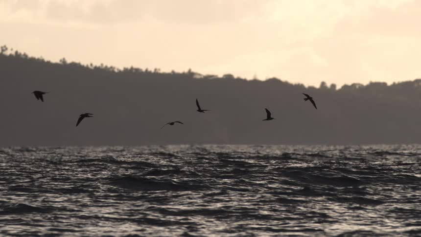 This scene captures a flock of seabirds silhouetted against a pale overcast sky as they fly low over dark choppy ocean watersin the background a hilly coastline covered in dense forest is also visible in silhouette emphasizing the serene yet wild