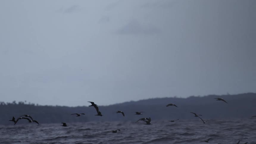 Birds flying low over dark waters with forested islands in the background under cloudy sky