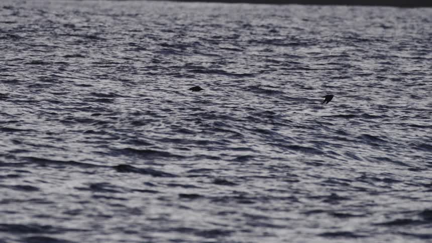 Birds skimming over choppy water under low light