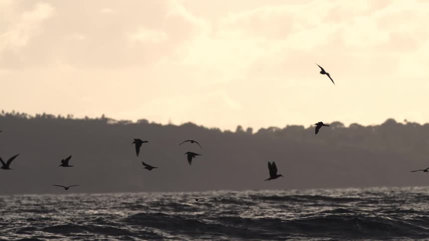 Seagulls fly over rough water with mountains along the coast