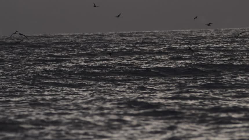 Silhouetted birds fly low over dark choppy water with a forested mountain behind