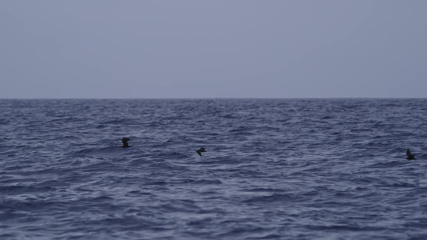 Birds near the surface in the open sea under a clear sky