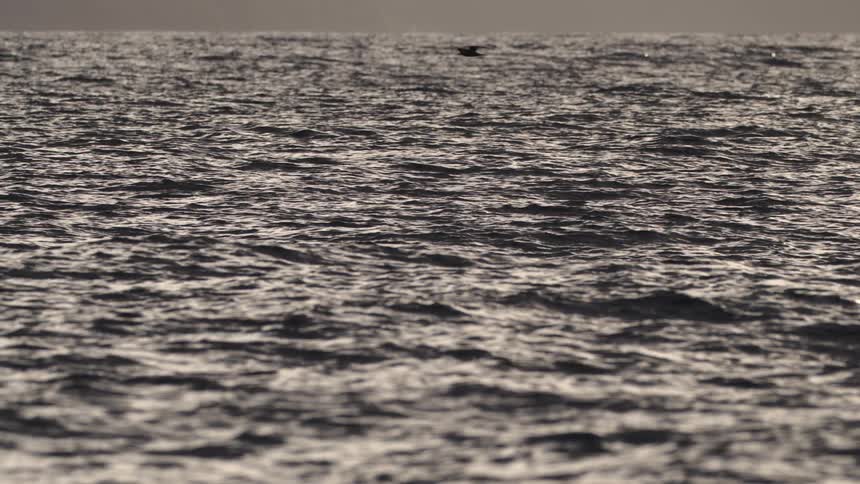 Birds fly low over the ocean near a mountainous coastal area
