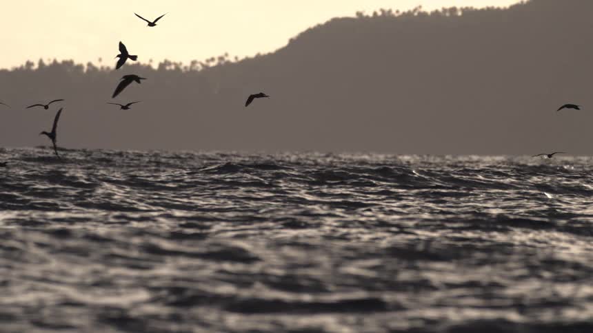 The video presents a dramatic lowlight scene of a turbulent ocean with dark choppy waves filling the foregroundsilhouetted against a pale bright sky and a dark treecovered hillside numerous sea birds fly and dive low over the water actively se