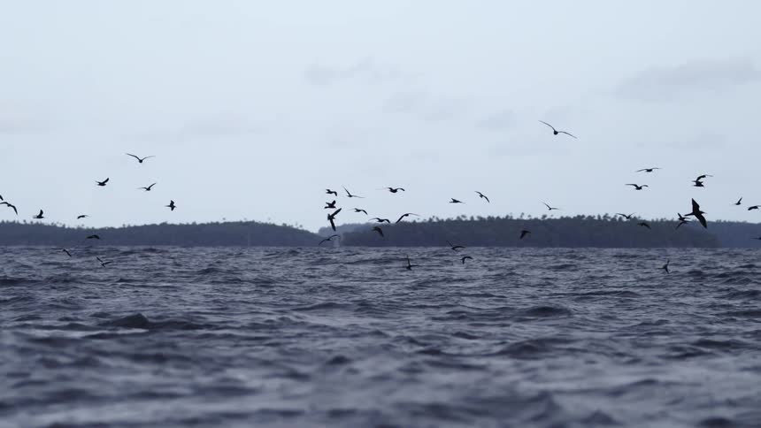 A large flock of birds flies low over dark choppy water their silhouettes stark against the overcast sky with a forested coastline in the distance