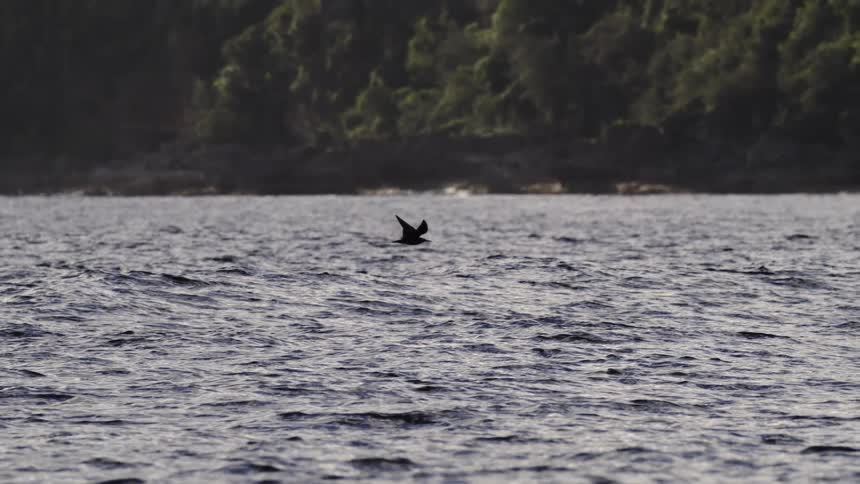 A bird flies just above the surface of the ocean near coastal mountains
