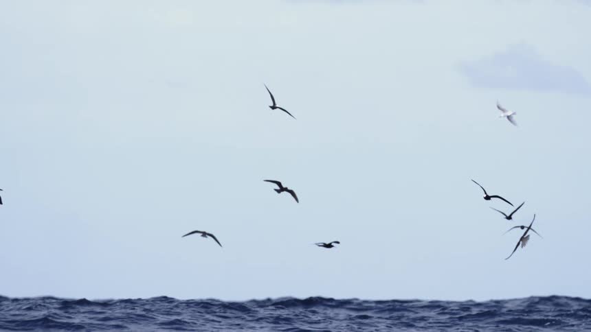 This is a nature scene where a flock of dark seabirds is flying low over a turbulent dark blue ocean surface set against an overcast or hazy light gray sky