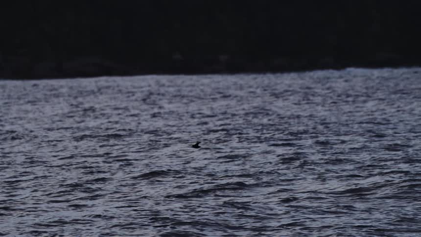 Dark silhouettes of two birds flying near the surface of dark choppy ocean water with a dark shoreline or tree line faintly visible in the background against a dark sky
