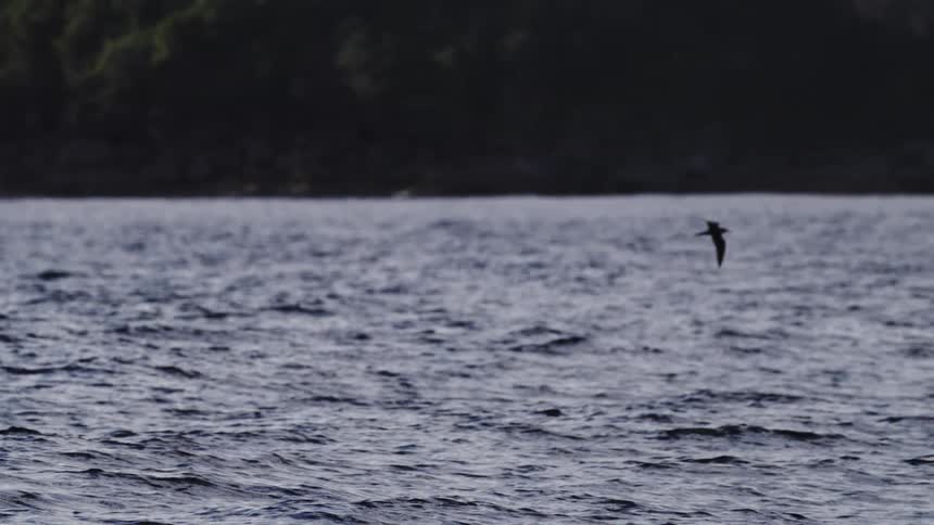A bird flies low over coastal waters