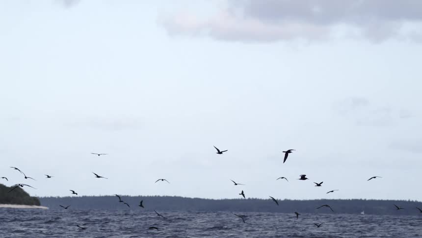 The birds fly on the island shore