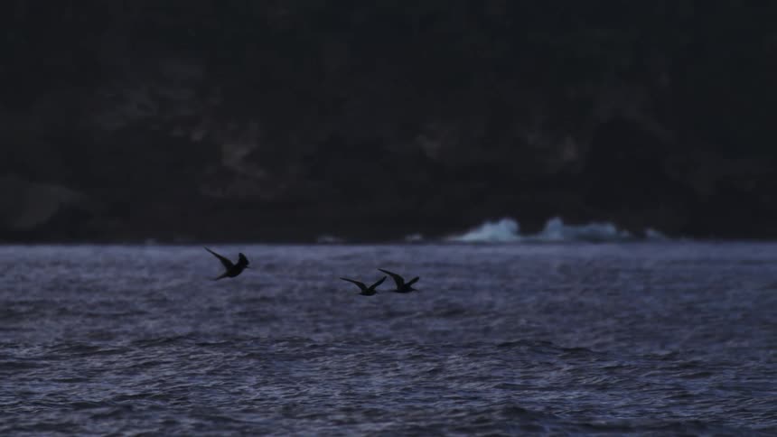 The video shows three darksilhouetted seabirds flying low and gracefully over a choppy dark blue sea likely at dusk or on a heavily overcast day a dark cliff face or landmass forms the distant background with white ocean spray visible rising off the