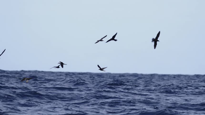 A flock of darksilhouetted seabirds possibly petrels or shearwaters fly and glide erratically just above the crests of dark choppy ocean waves the sky is a bright overcast light blue or white creating a highcontrast natural setting over the vast s
