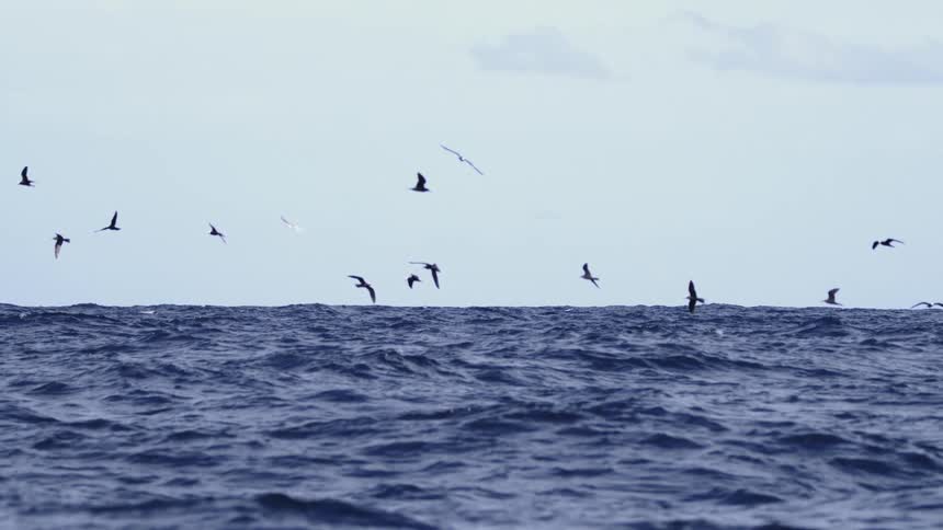 A large flock of seabirds soars and dives low over the dark rolling waves of the open ocean under a pale sky