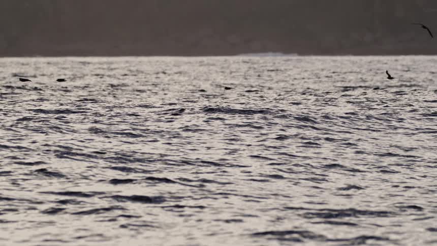 A group of small dark seabirds flies low over the choppy sundappled surface of the ocean occasionally dipping towards the water with a silhouetted landmass visible in the distant background