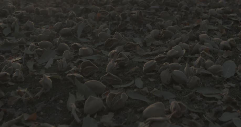 nuts and leaves are covering the ground