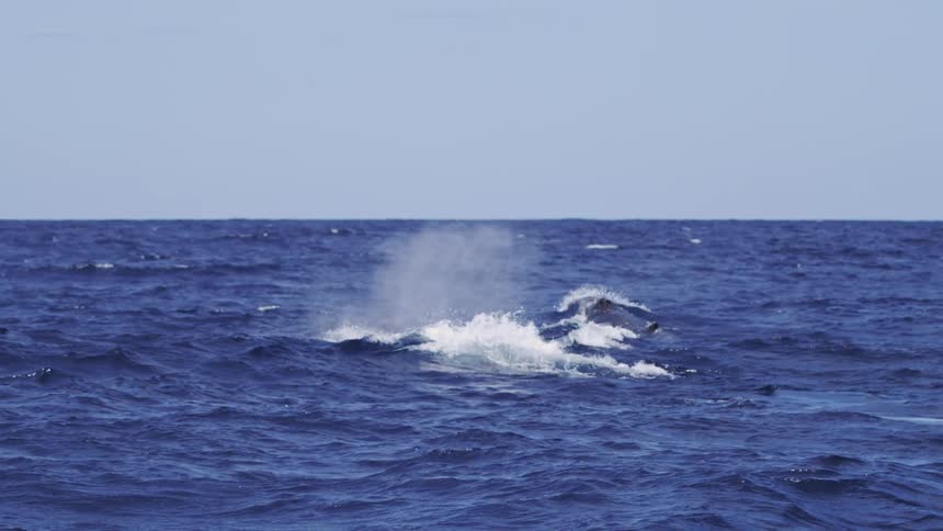 Dolphins leap through the deep blue ocean under a clear sky