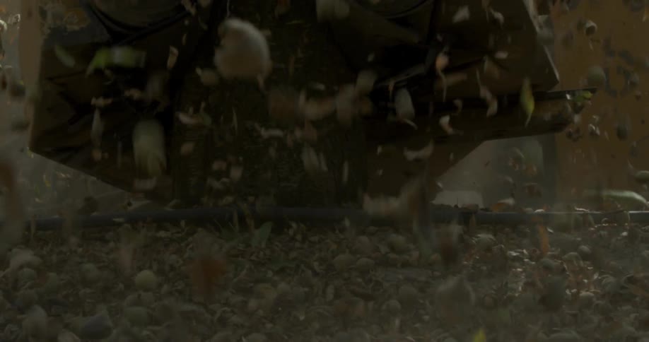 Leaves and nuts falling on the ground