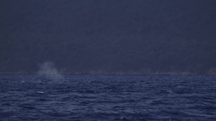Whale spouting vapor over choppy waters with forested coastline in the background under cloudy sky