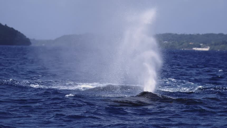 A large whale surfaces and blows a tall spout of mist near a distant green coastline