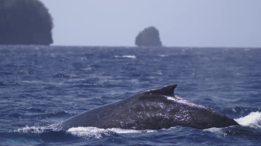 A dark shiny back of a large whale just breaking the surface of deep blue choppy water with white spray from a wave near its body and rocky islandsvisible in the hazy distance