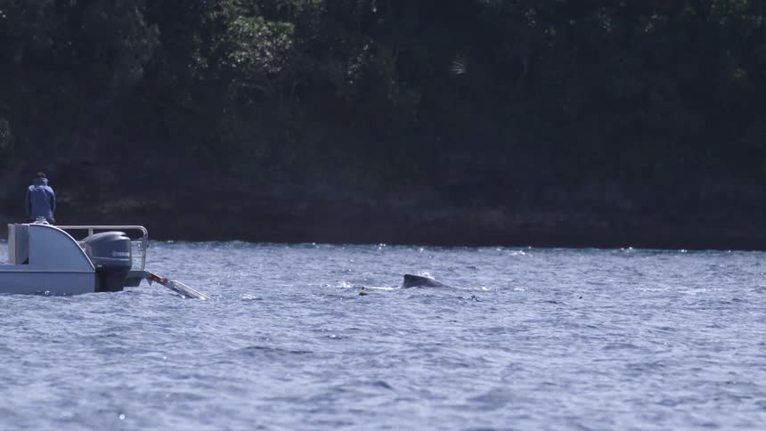 An animal swimming in the water near a boat