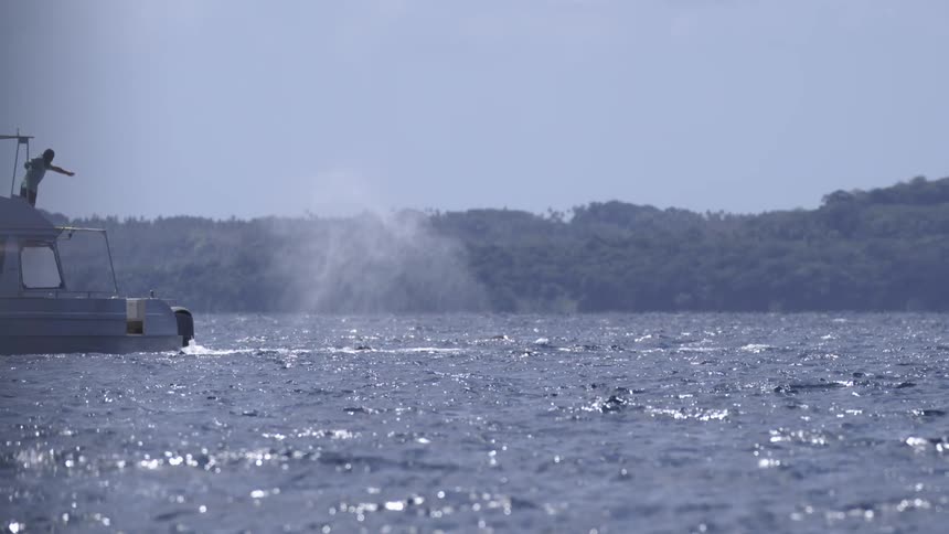 A boat on the ocean is sight seeing whales spraying in the water nearby as a man stands on deck