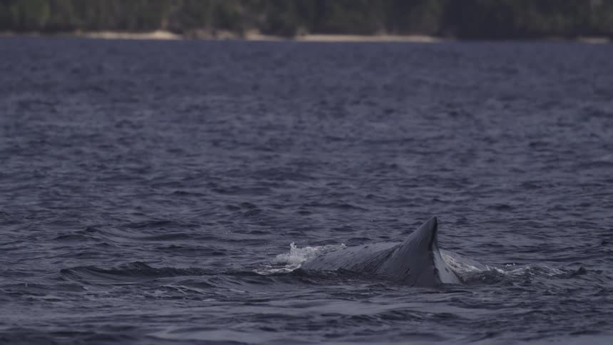 Dolphin surfacing in coastal water