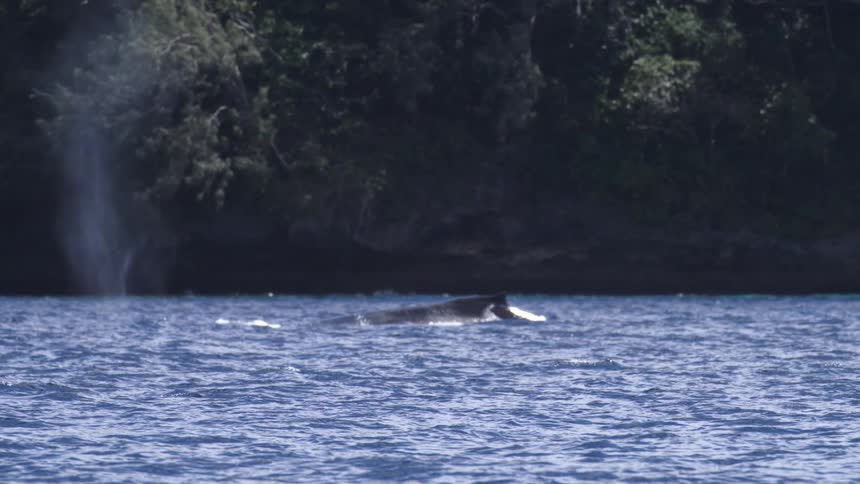 A whale breaching water