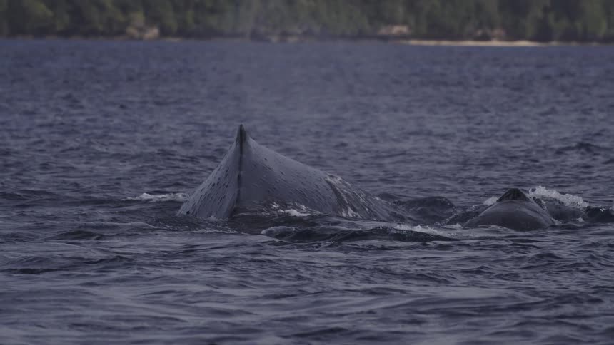 A handheld shot captures a whale surfacing vertically in dark blue water releasing a spray of mist from its blowhole near a forested shoreline