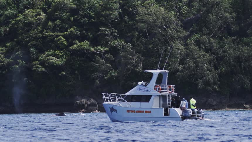 Some people are in a white boat stopped near a treefilled coastline