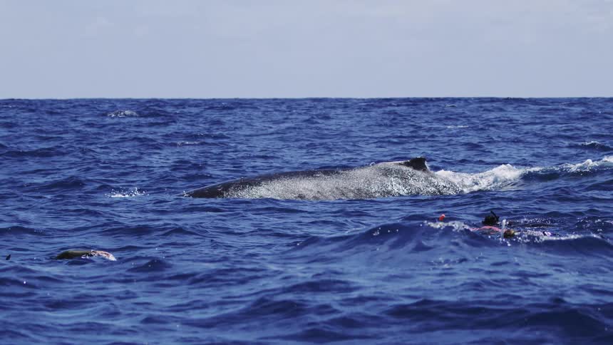 A large whale surfaces in the deep blue ocean slowly showing its dark barnaclecovered back and dorsal fin amidst choppy wavesseveral snorkelers or freedivers are visible near the whale observing the massive marine mammal up close in the open water