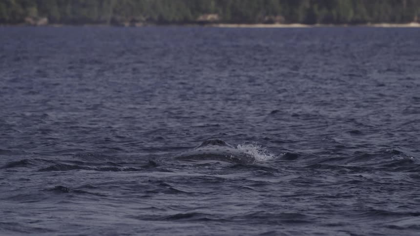 A whale swimming in the water