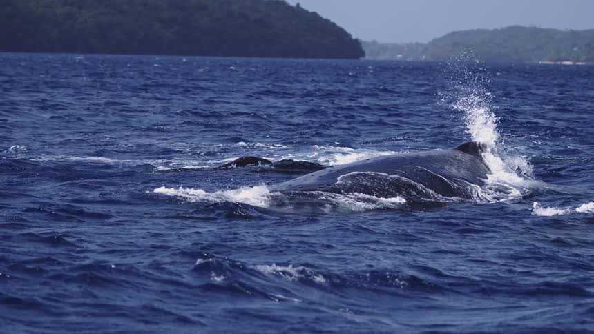 Humpback whale exhales water spout while swimming in blue ocean surrounded by forested islands