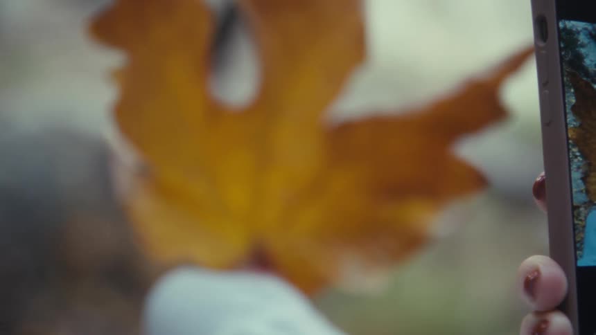 Autumn leaf being photographed with smartphone