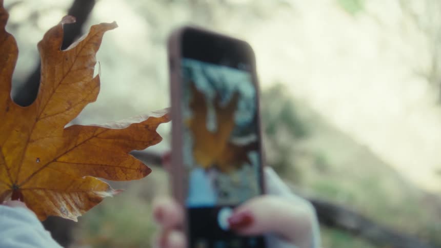 Woman holds her phone as she takes a picture of an orange leaf