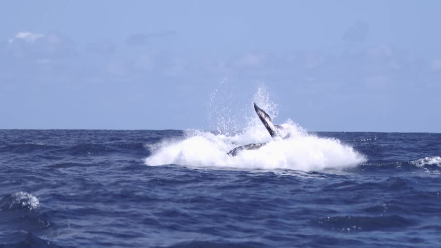 A whale leaps out of the ocean and crashes back into the water sending splashes all around on a sunny day