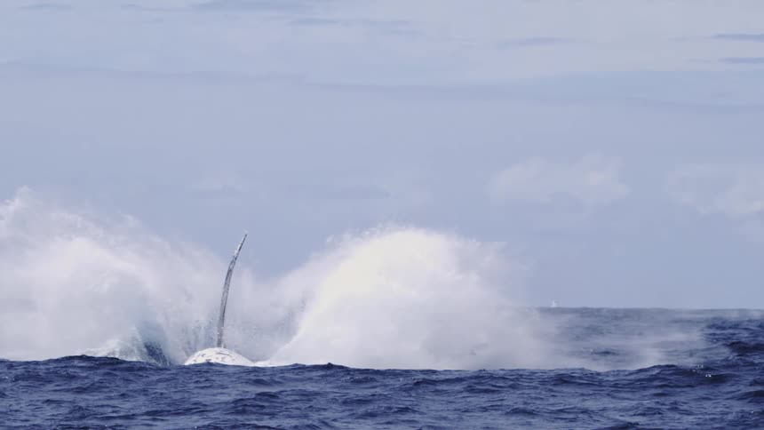 A whale leaps out of the ocean and crashes back down creating a huge splash under the midday sun