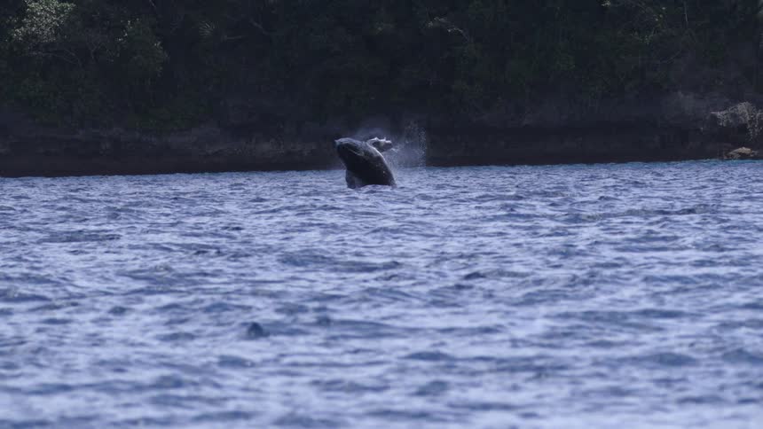 This video shows a humpback whale performing a headbreach close to a heavily forested shorelinethe whale rises vertically from the deep blue water exposing its large head and upper body before splashing back down and creating a significant burst of w