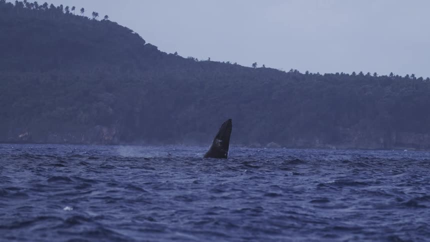 Whale breaching out of the water on the sea next to the coast outdoors during day time