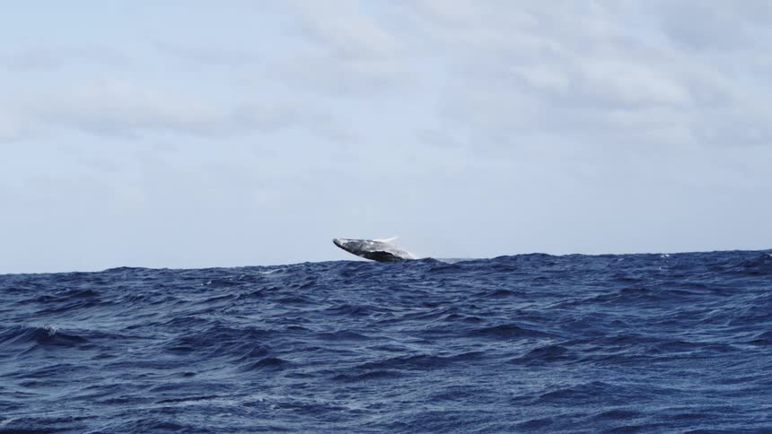 This video filmed far out on the choppy dark blue ocean captures a majestic marine spectaclethe footage begins with a large whale launching its entire upper body clear out of the water in a magnificent breach before turning in the air and forceful