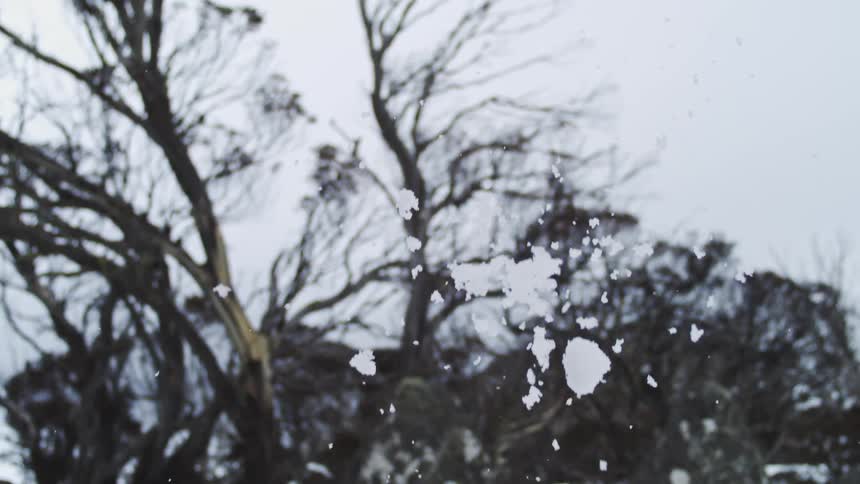 Snowflakes stuck to transparent surface with leafless trees in the background