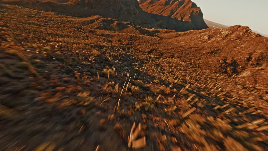 This is a rapid descending aerial shot over a steep rocky desert mountain landscape likely taken near sunset due to the warm golden light and lens flare the camera swoops down to reveal a dense field of vertical columnar cacti covering the sloping te