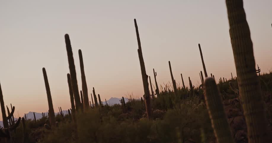 The cactus line the desert land