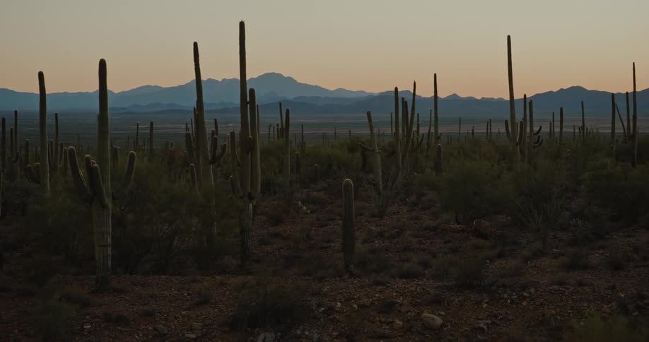 Giant saguaro cacti rise from the valley floor with a mountain range stretching in the distance all bathed in the warm glow of a sunset