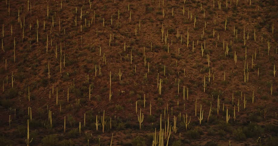 Desert hillside filled with tall cacti scattered across the dry landscape
