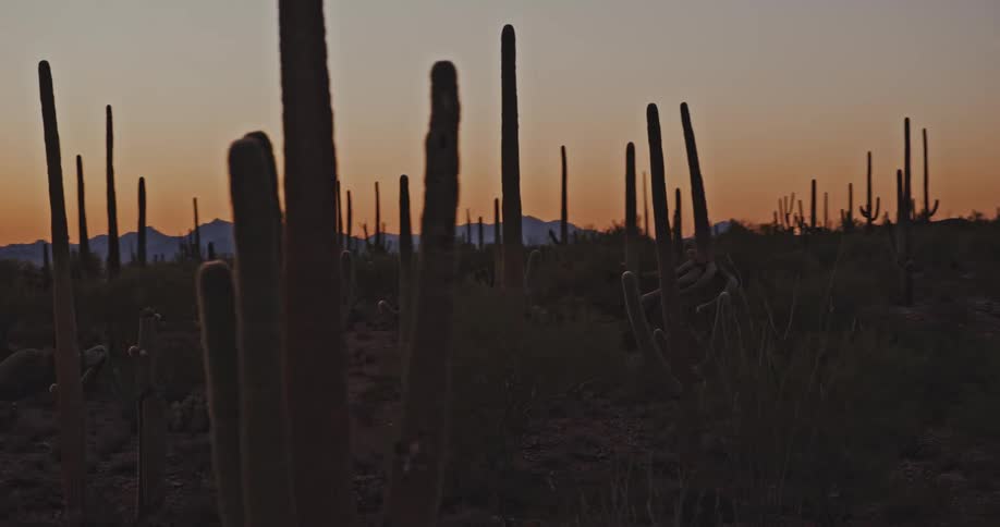 Dozens of tall cacti in a vast dessert in the foreground with a mountain range in the background